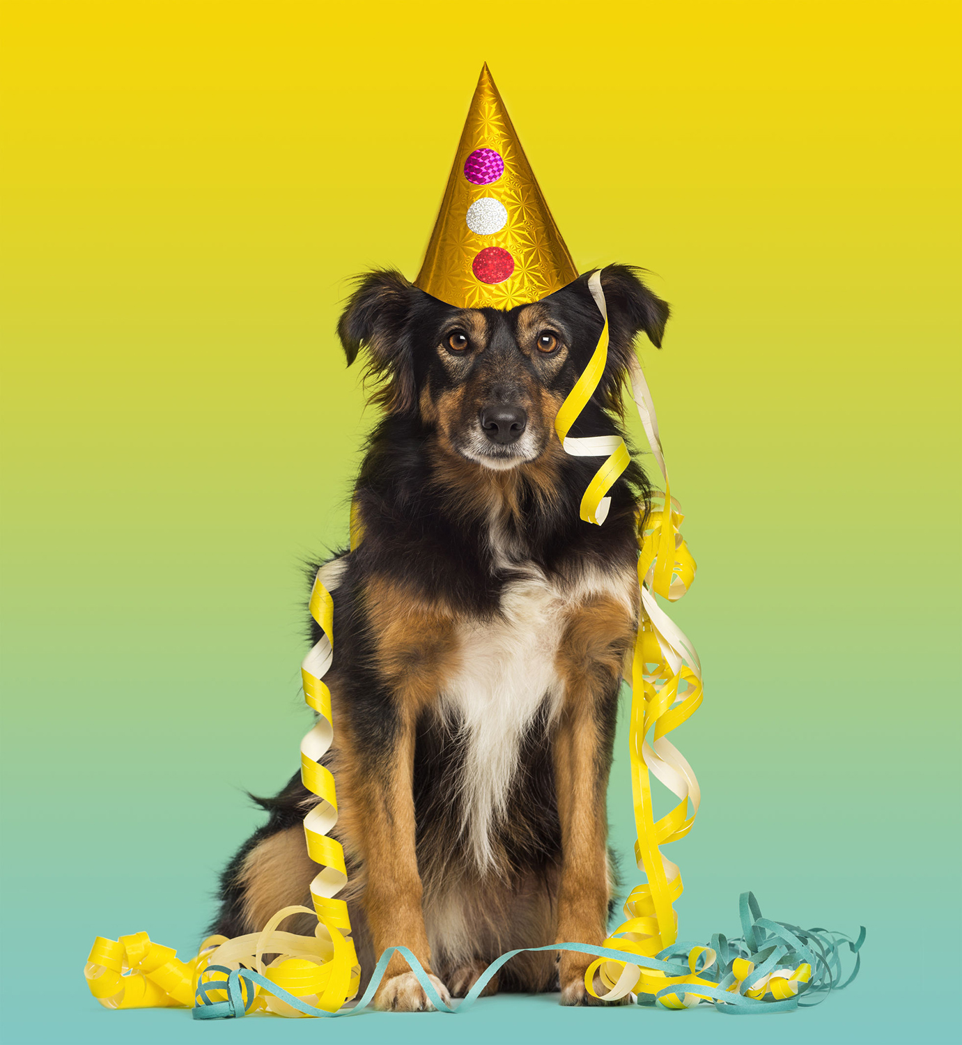 op dog with party hat copy 2.jpg