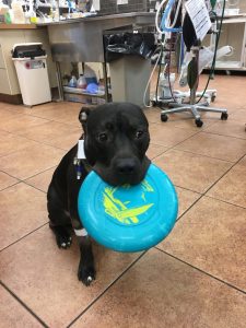 Vets pair up with charity to save dog with heat stroke