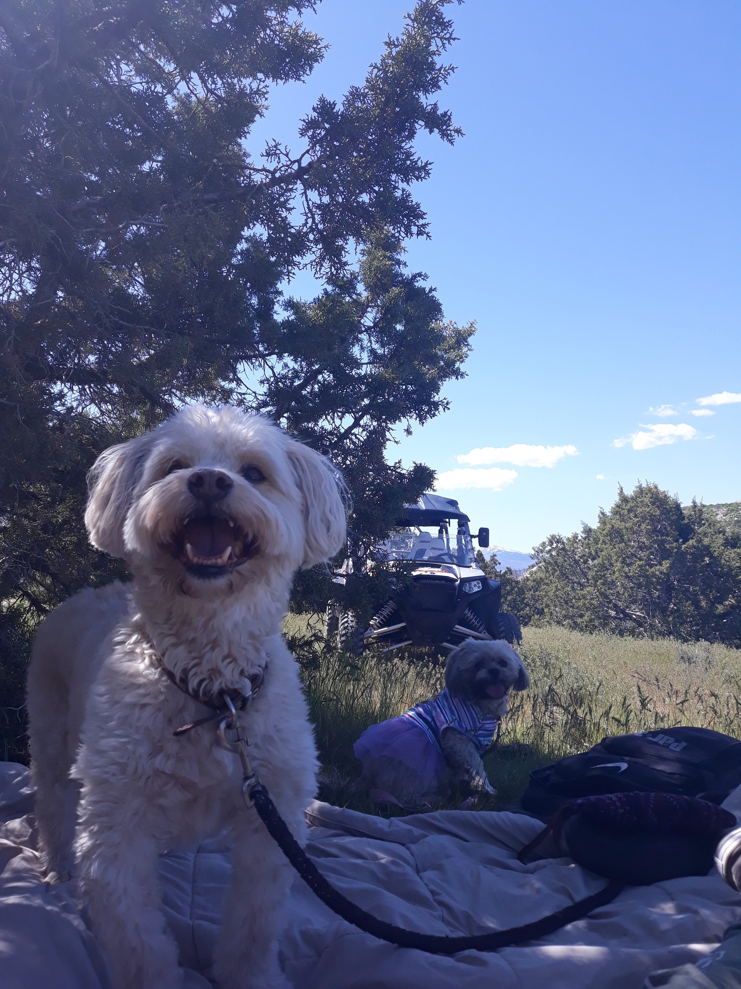 Thank You For Helping Our Handsome Boy Zeus, We Are So Grateful To Have our Baby Back Home