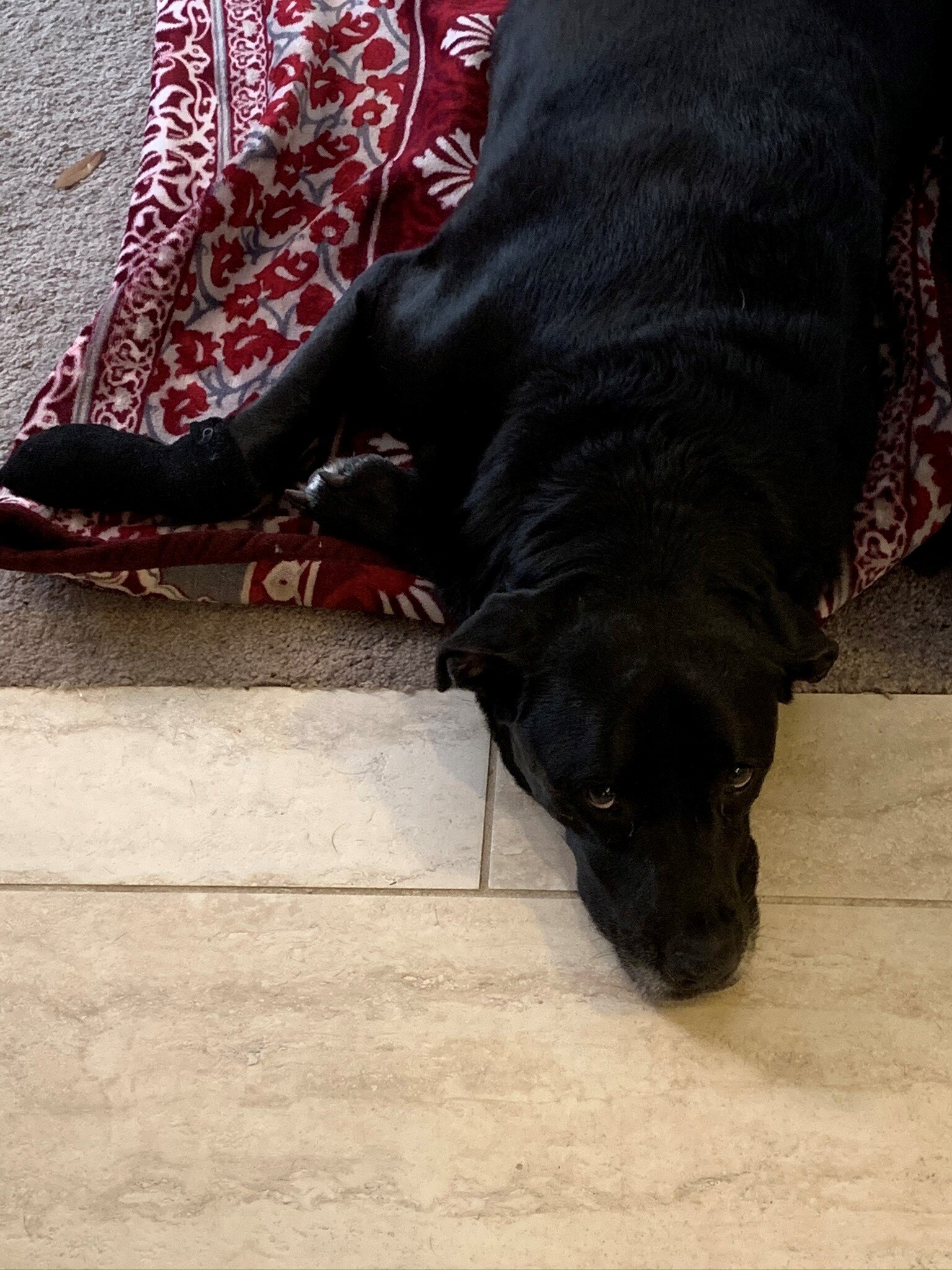 Hiccup 1st sick day.jpg