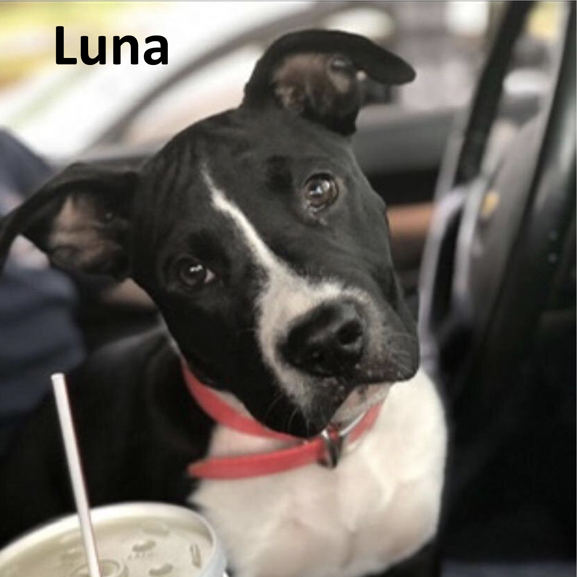 Luna 2.jpg