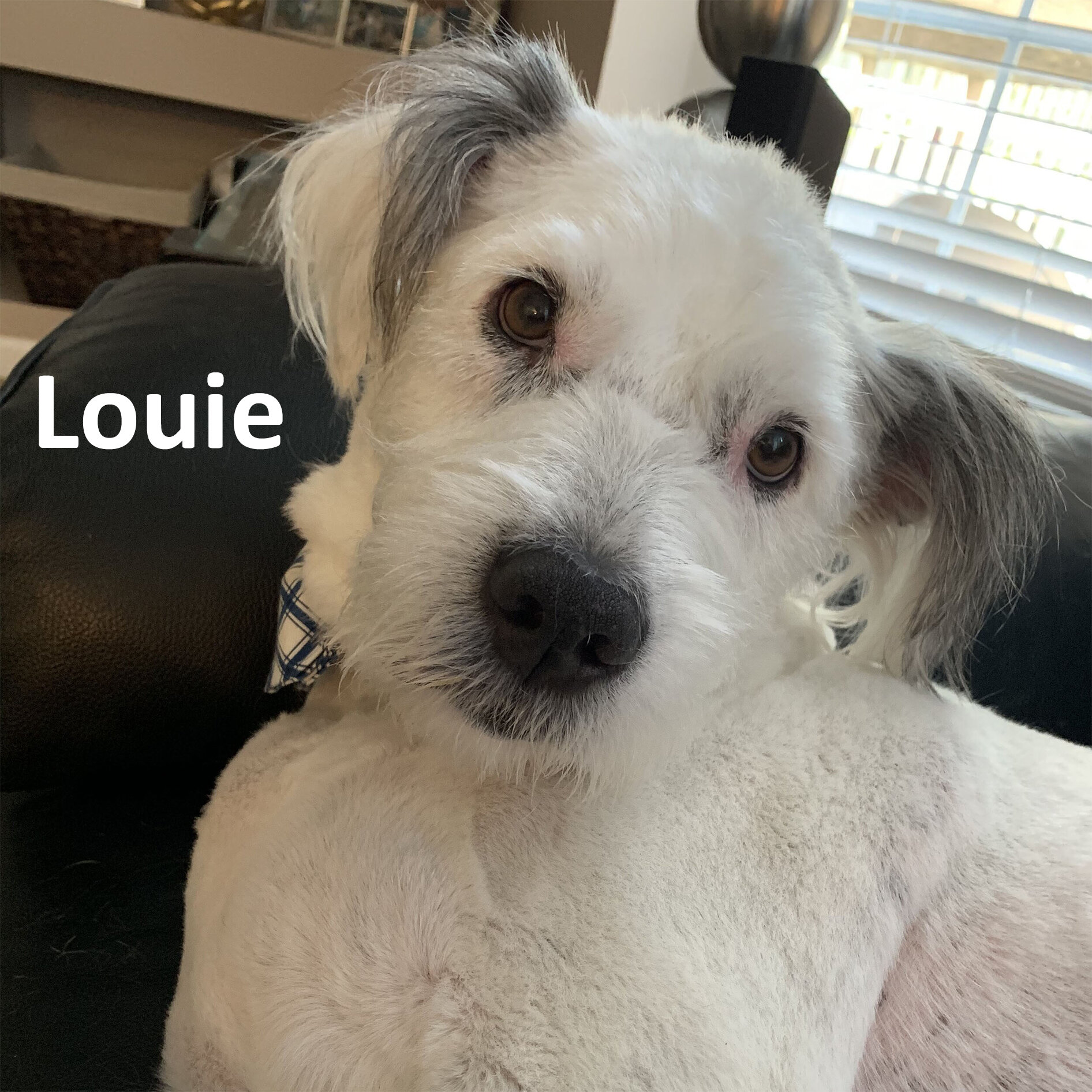 Louie2.jpg
