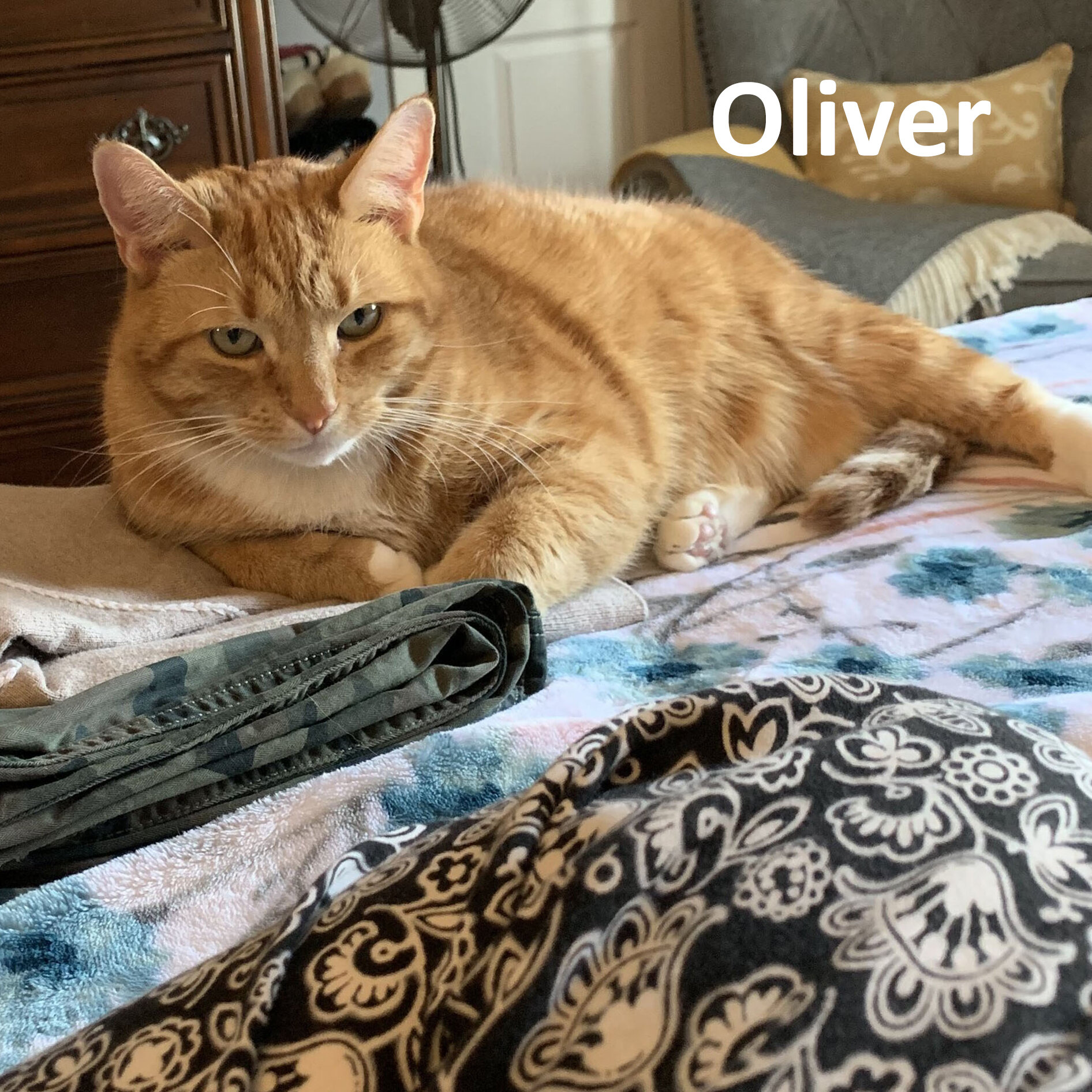 Oliver 2.jpg