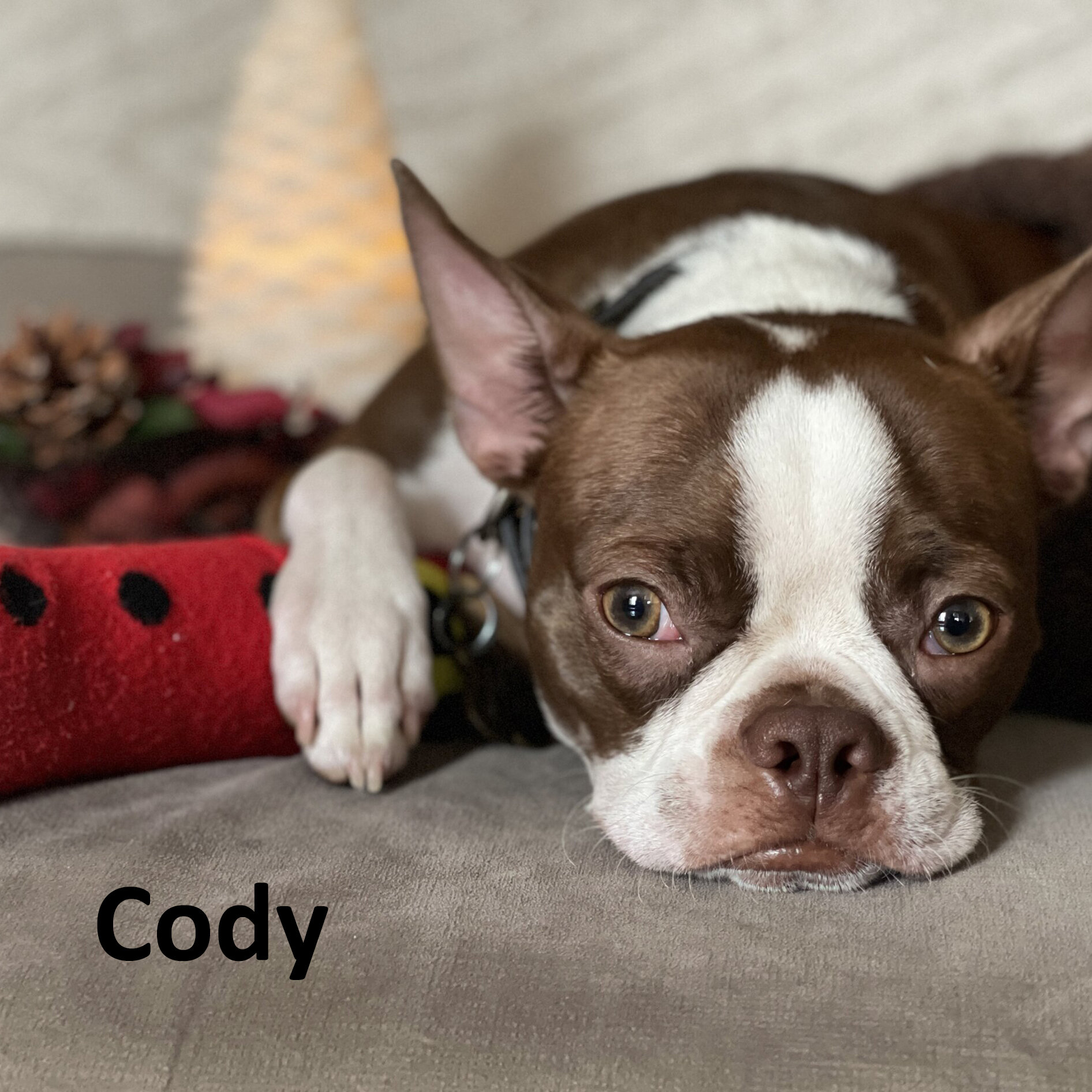 Cody 2.jpg