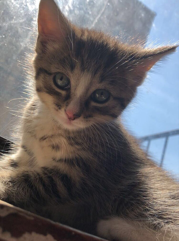 whitepaw2.jpg