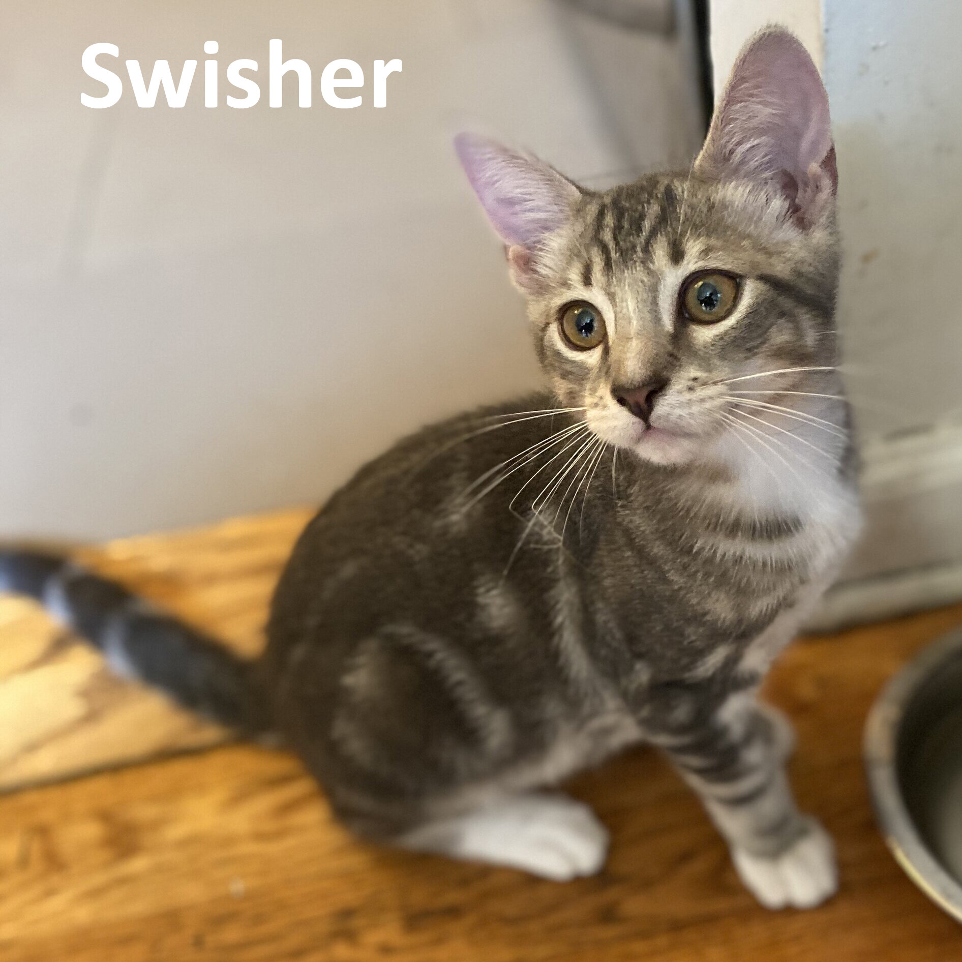Swisher 2.jpg