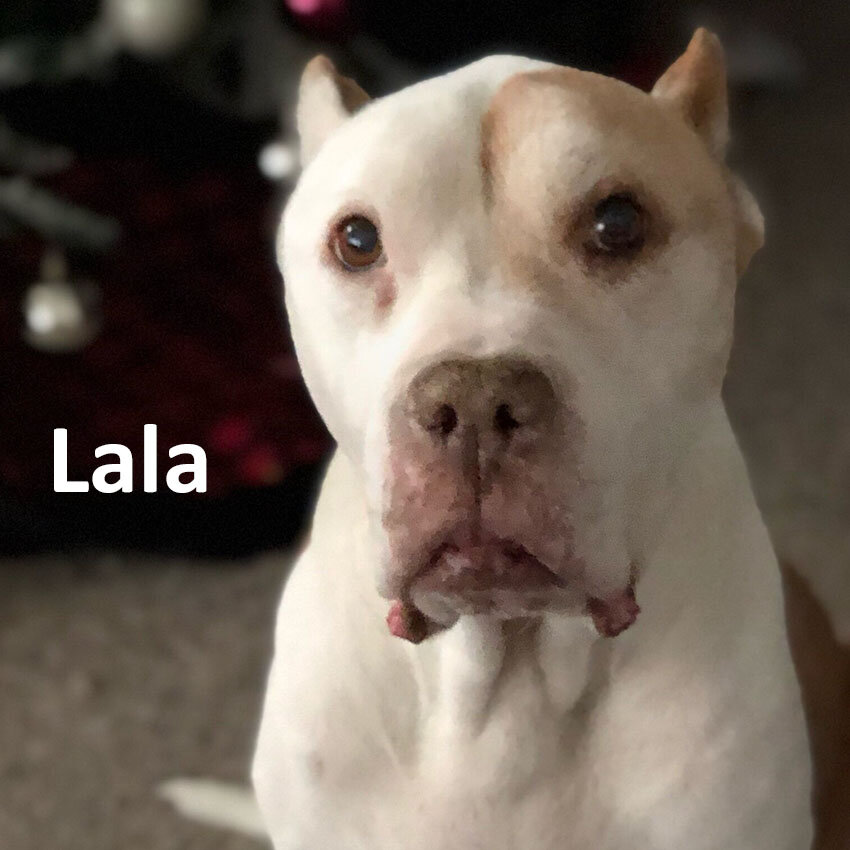 Lala2.jpg
