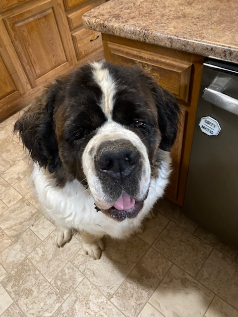 In Loving Memory of Apollo
