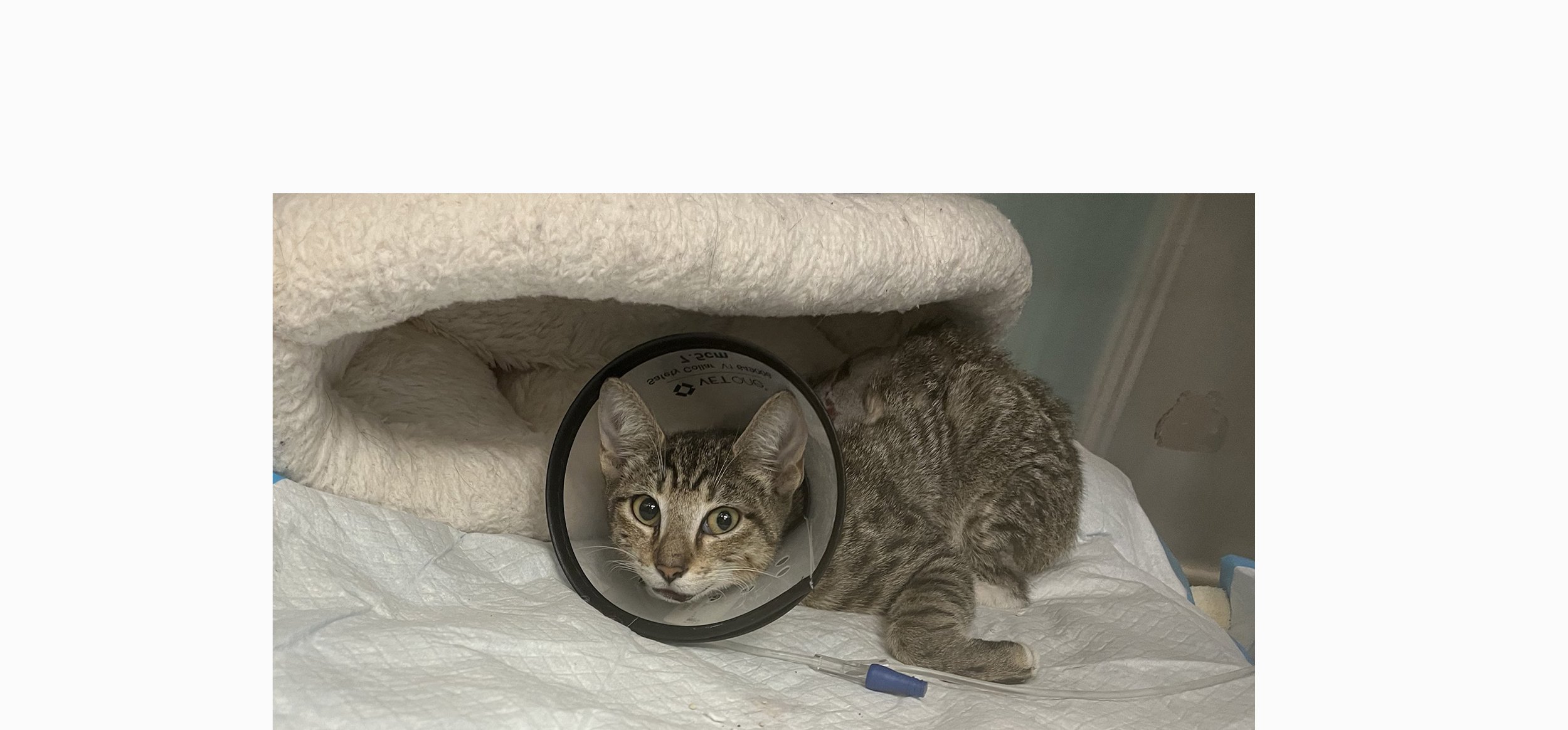 cat in collar copy.jpg