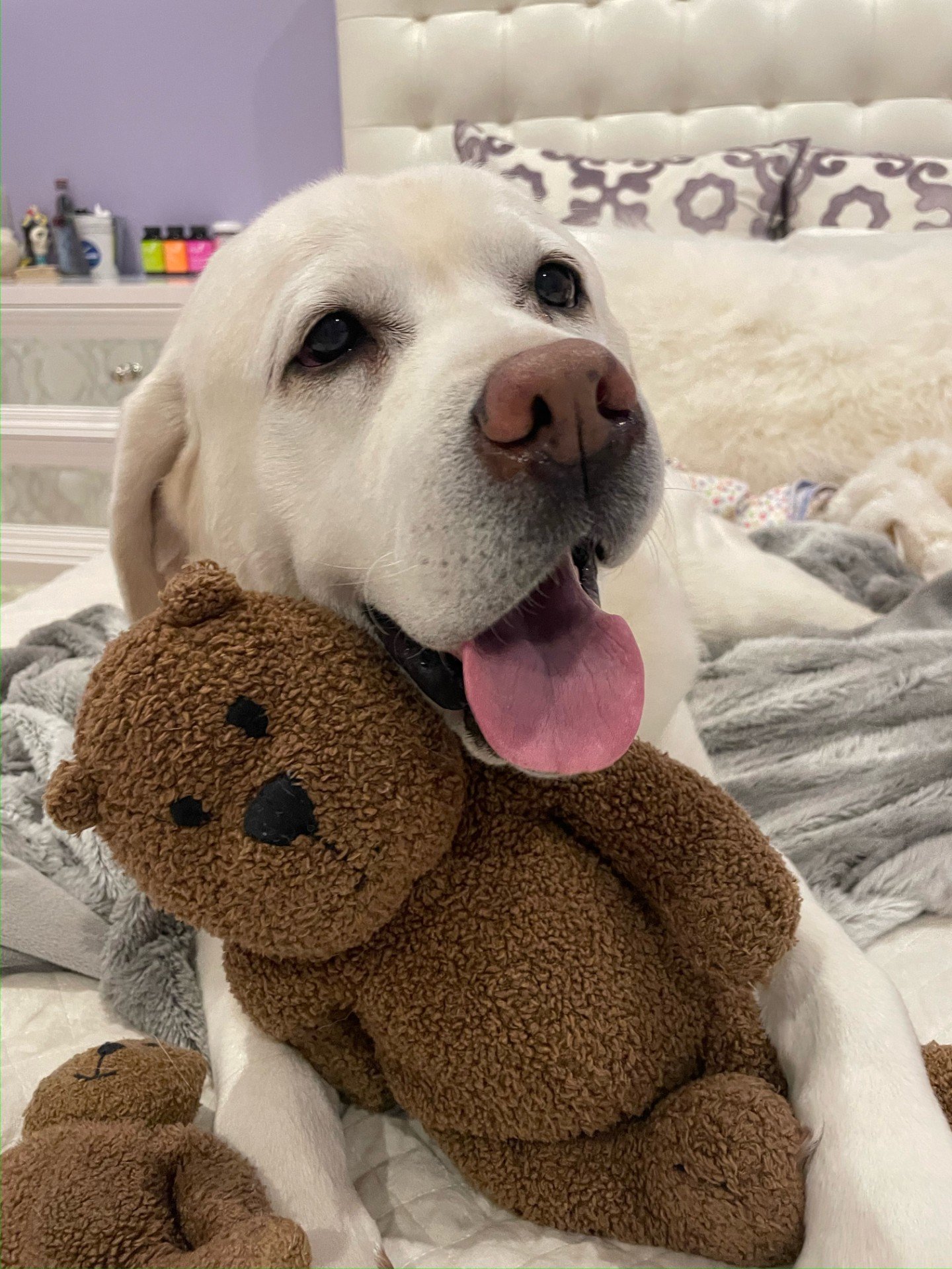 In Loving Memory of Daisy