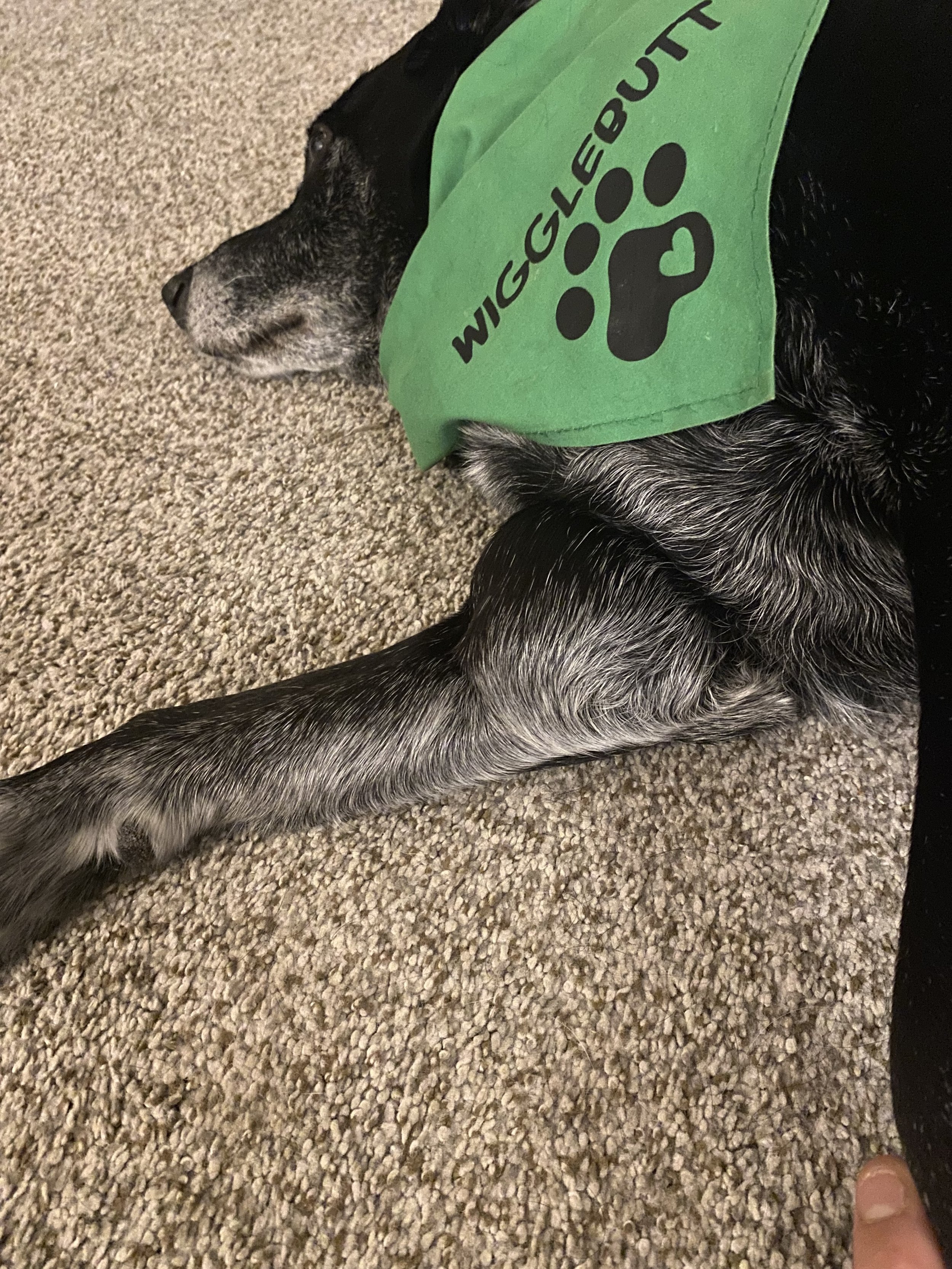 Echo and the evil lump.jpeg