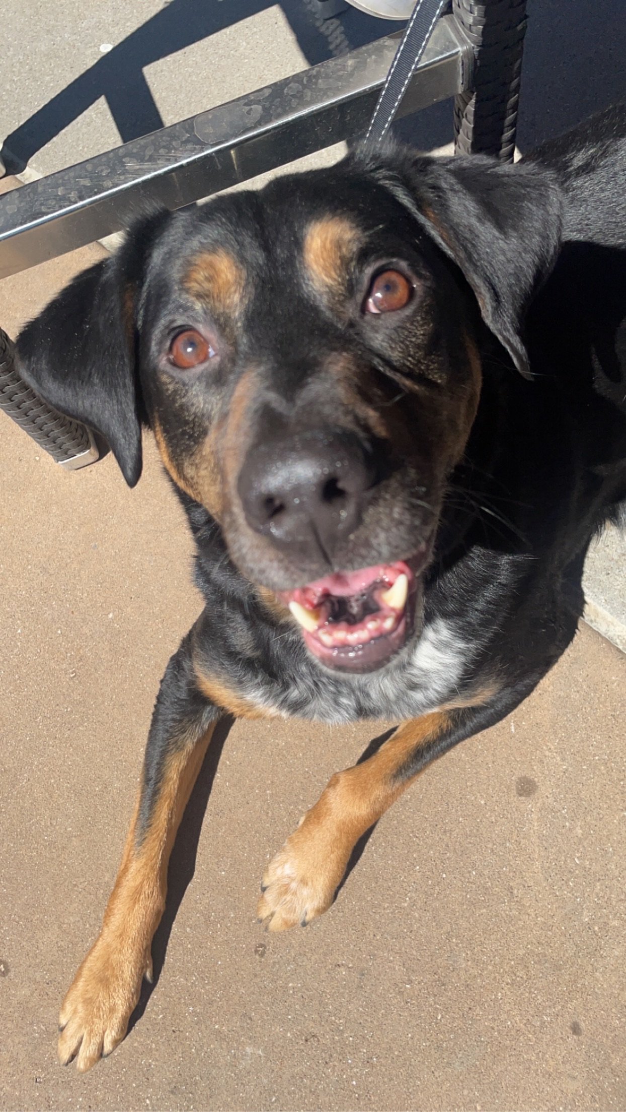 Words cannot thank you enough for your generous donation to save my best friend Moose's life!