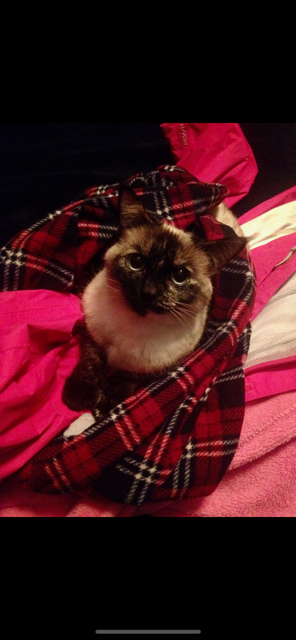 In Loving Memory of Mittens