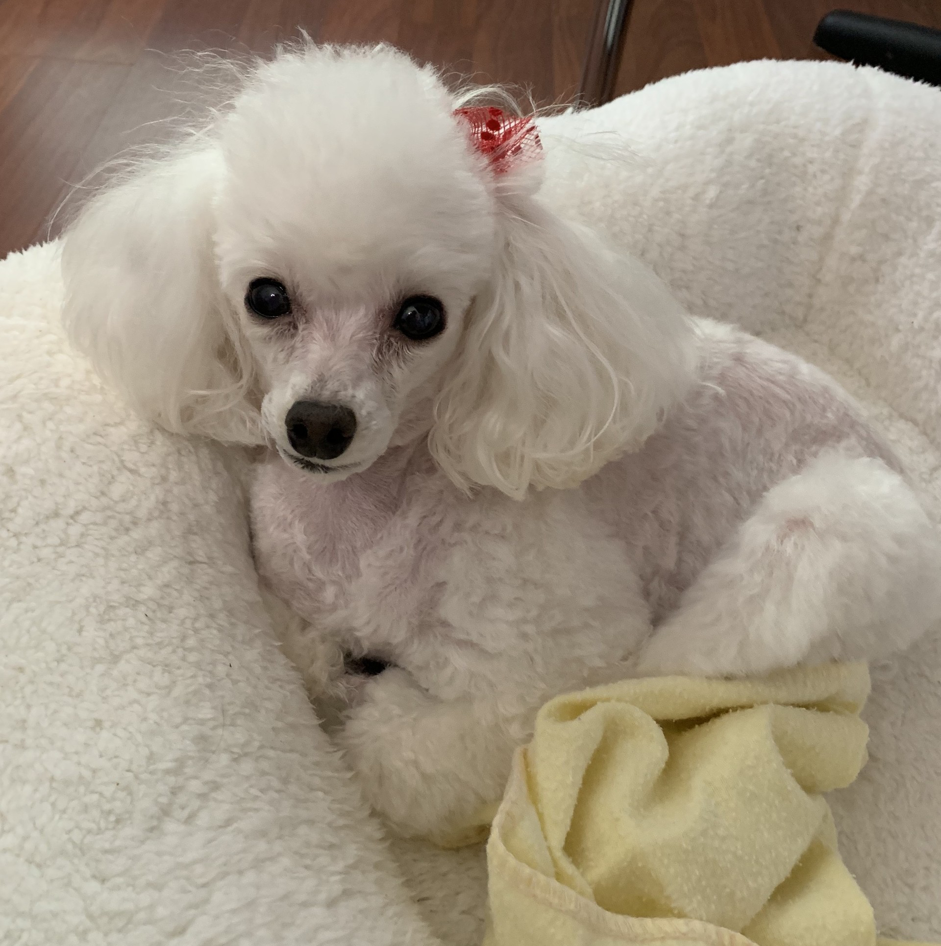 In Loving Memory of Diva