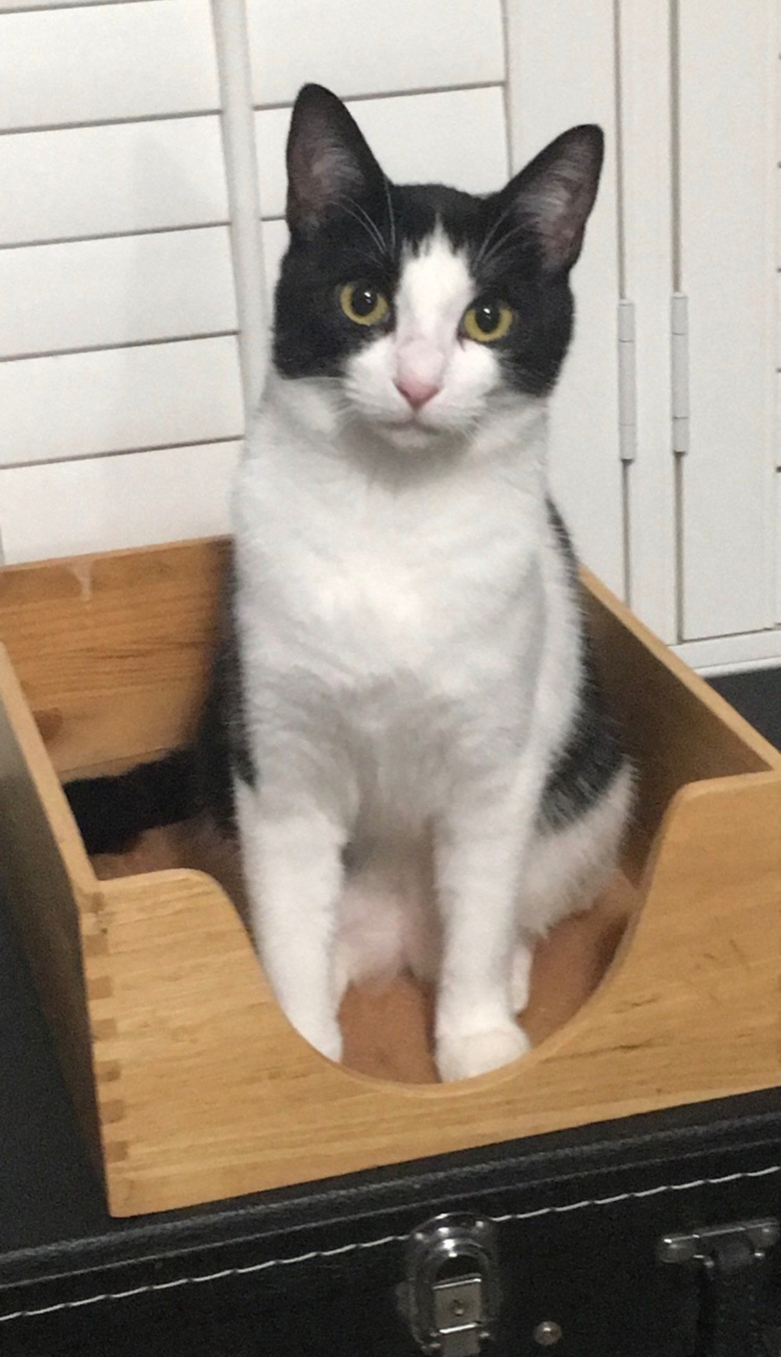 In Loving Memory of Kiwi Einstein