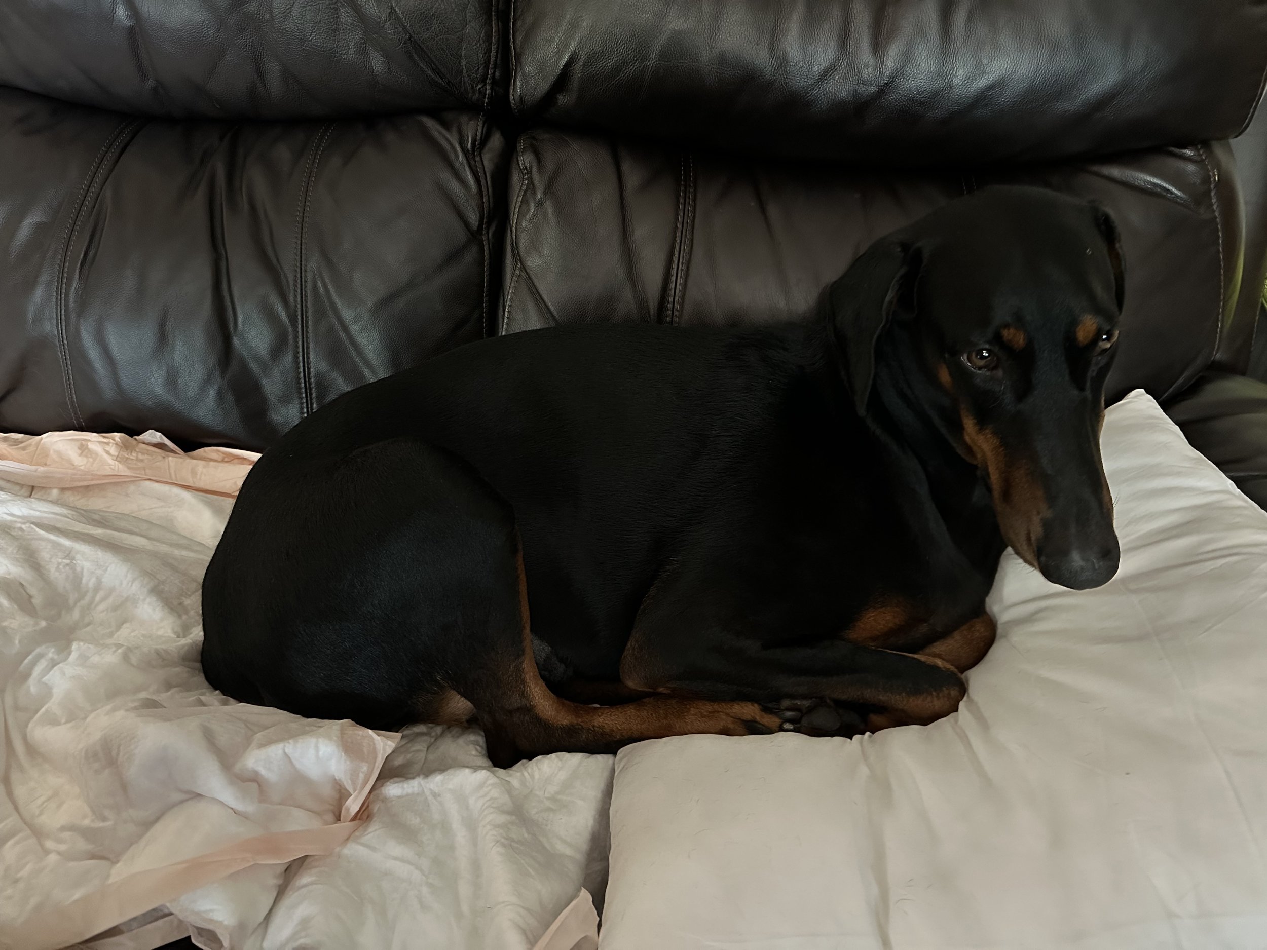 I cannot thank you enough for helping us get Gracie the help she needs.